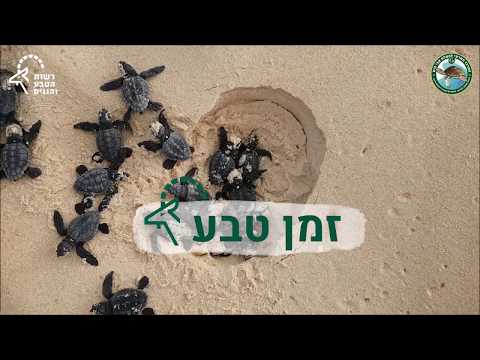 וִידֵאוֹ: היכן לראות צבי ים בקריביים