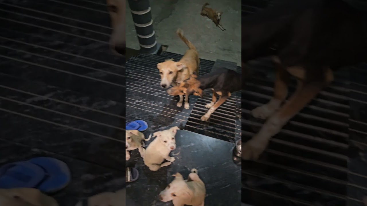 “These Puppies Just Stole My Heart 🥺❤️ | Cute Dog Family #shorts”