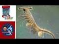 SEA-MONKEYS UNDER A MICROSCOPE: Artemia Salina Cryptobiosis Crustaceans | Microscope Monday