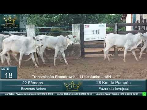 Lote 18 - Leilão Gado de Corte Haras Imperial & Convidados