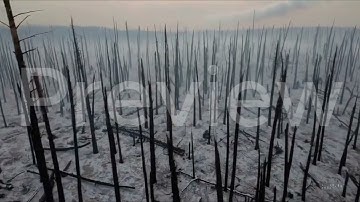 Burned Forest After Wildfire 4K Drone Aerial Clip