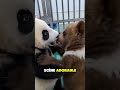 Le duo le plus adorable du jour 🥺 #shorts #panda #cuteanimals