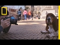 a day in the life of the dogist pet photographer extraordinaire short film showcase