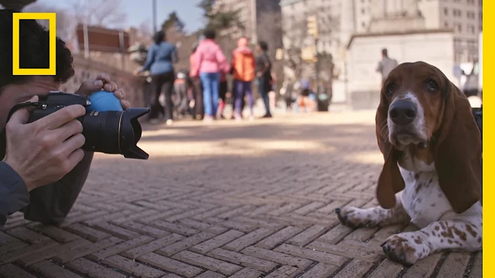 A Day in the Life of 'The Dogist,' Pet Photographer Extraordinaire | Short Film Showcase - DayDayNews