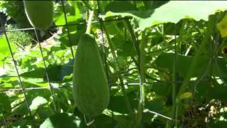 ⟹ CRANE MELON : a volunteer Melon patch, Is it a Hybrid? #FRUIT