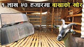 २ सय बाख्रा अट्ने खोर १ लाख ५० हजारमा यसरी बनाउन सकिन्छ - How to make loafing shed in cheapest price