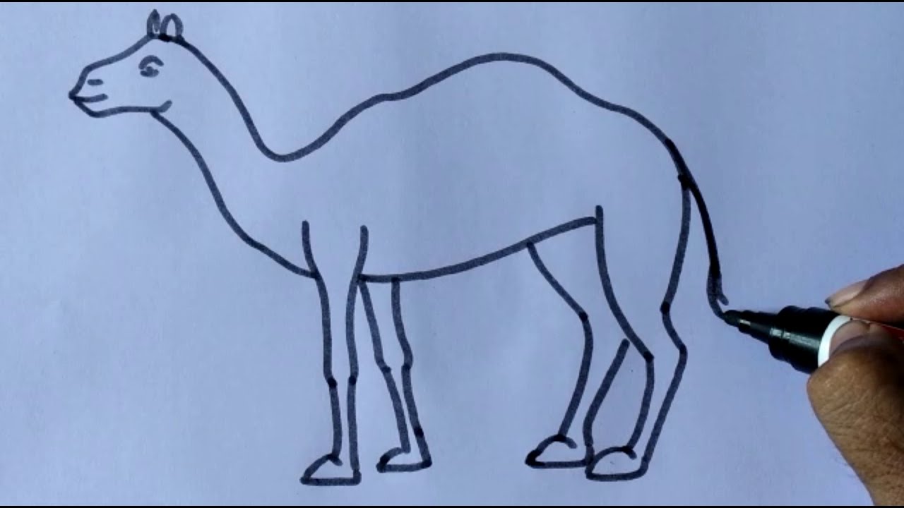 How to draw a Camel 🐫/Easy camel drawing step by step/Kids topic. - YouTube