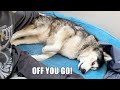 Moody Husky Tries To PUSH Me Off His Beanbag!