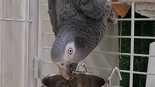 Жако ест вниз головой и боится палки. Страх новых вещей, избегание новой еды у попугаев-выкормышей.