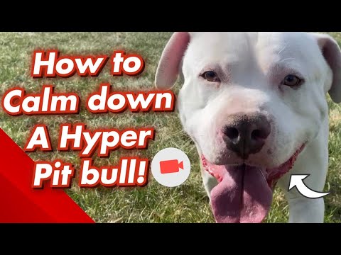 Video: Bagaimana Untuk Mengajar Bull Pit anda Untuk Tetap