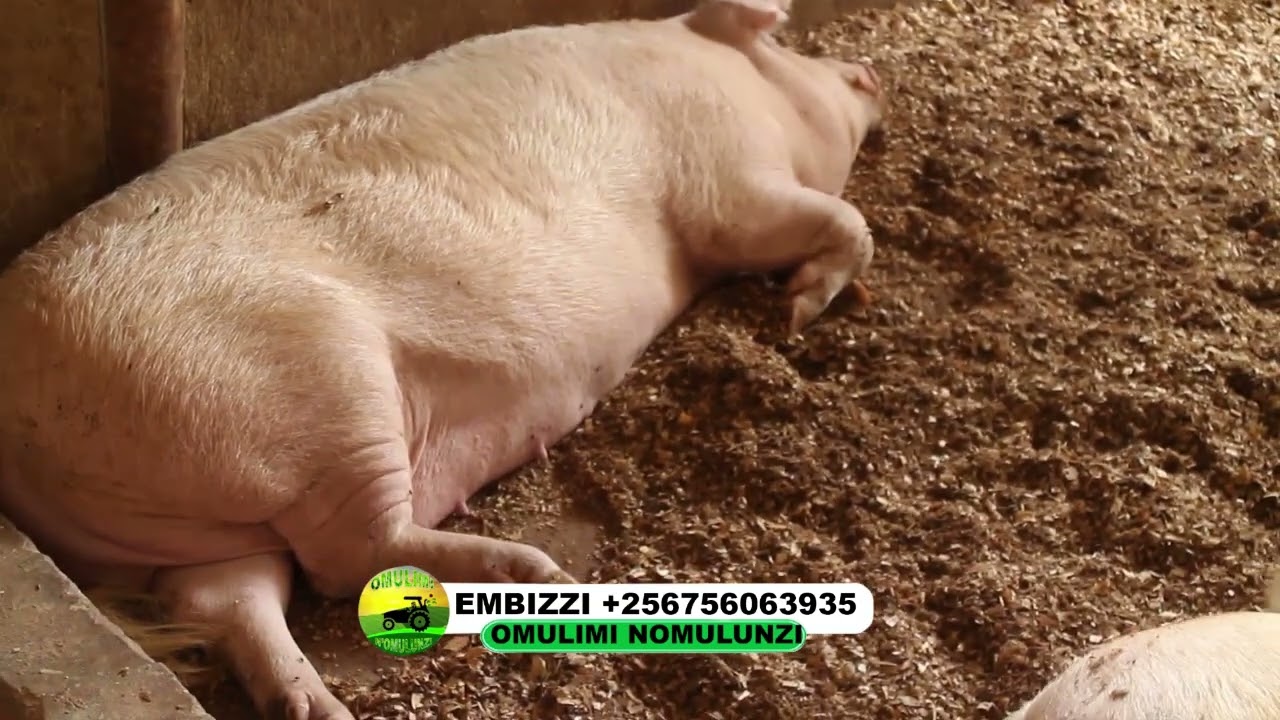 Okulunda embizi part one