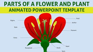 PowerPoint Tutorial on Parts of Flower and Plant | Plant Diagram | Best for School projects PowerPoint Tutorial on Parts of Flower and Plant | Plant Diagram | Best for School projects