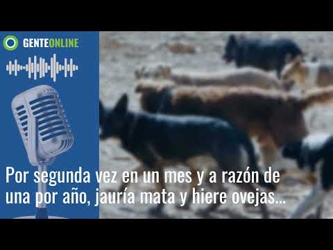 Jauría mata y hiere ovejas en Cerro Pelado