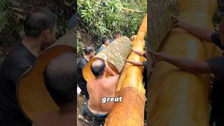 How is cinnamon obtained?#amazing #didyouknow #knowledge #fyp #asmr
