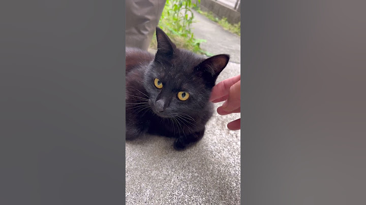 猫のケンカの仲裁をしたら…