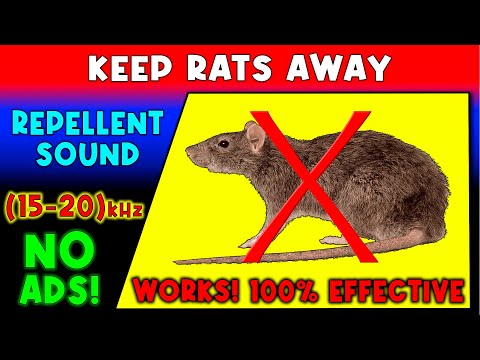 Panahon.TV on X: September is Anti-Rat Campaign Month. Let's ward off  these rodents by keeping our surroundings clean!  /  X