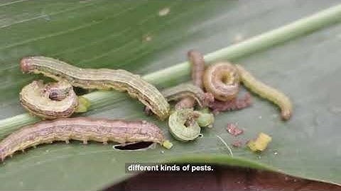 Fall Armyworm, CIMMYT Bangladesh