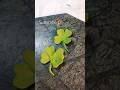 Lucky Clover🍀 Clay Craft for Beginners #clayart #trendingsong #viralvideo #craftwithme #newyoutuber