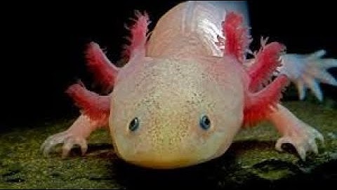Axolotls: Salamanders That Eat Each Other But Don