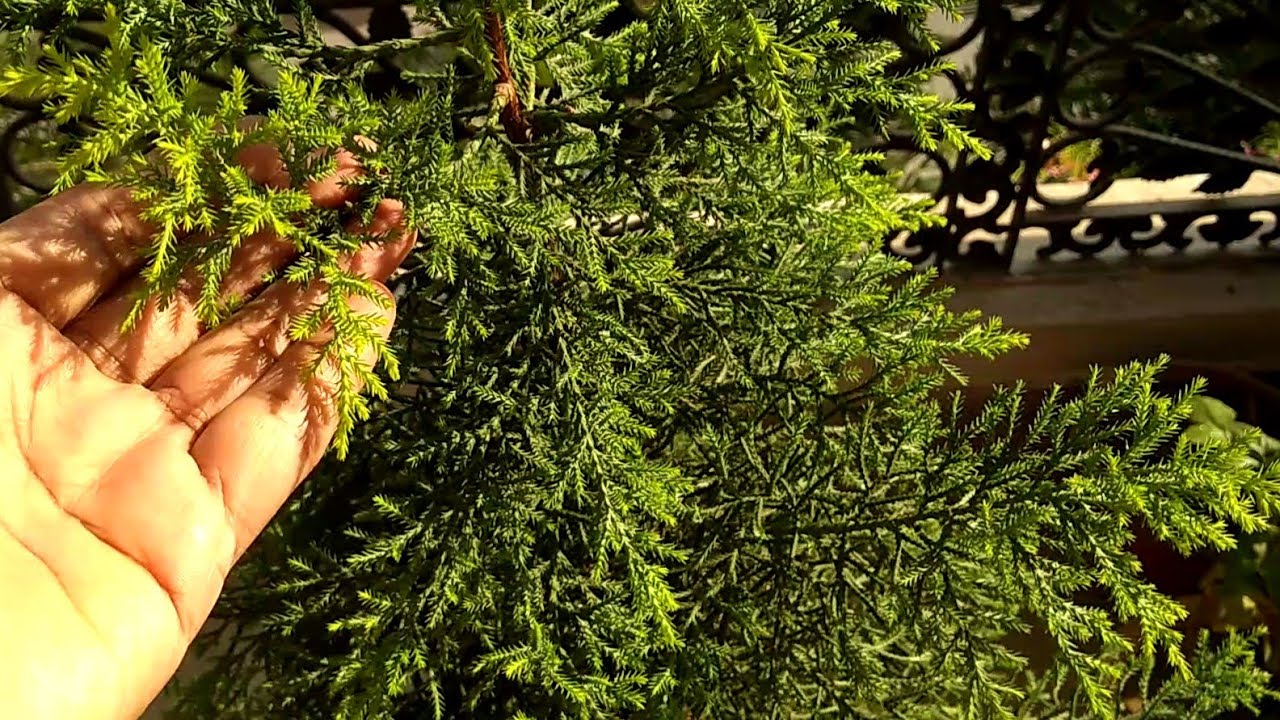 How to care Juniper plant YouTube