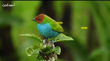 سورتي الحج والمؤمنون 🕋 الشيخ محمد الليثي اذاعة القرآن الكريم من القاهرة 8K