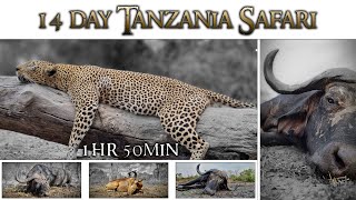 Hunting Leopard &amp; 2x Cape Buffalo in Tanzania Full Movie