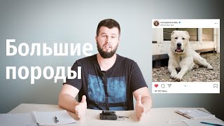 Натуральное питание больших пород собак