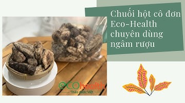 Chuối hột cô đơn EcoHealth chuyên dùng ngâm rượu