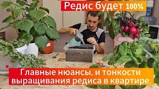 видео: Правила ,ошибки ,рекомендации выращивания редиса в квартире ,на подоконнике, под фитолампой . картинка: Правила ,ошибки ,рекомендации выращивания редиса в квартире ,на подоконнике, под фитолампой .