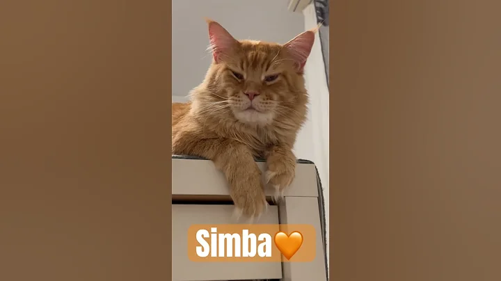 Video 7972081: mainecooncat mainecoonlovers mainecoons cat, mainecooncat catlover mainecoonlovers, mainecoon kitten catlover cats, mainecoon cat kitten kitty, mainecooncats catlover kitty cute, mainecoon cat kitten love