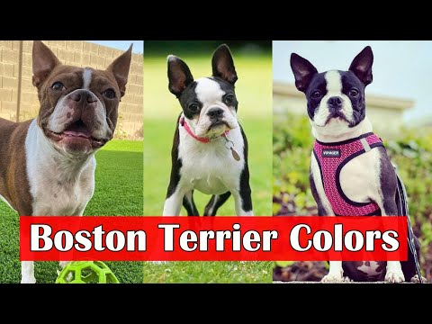 Video: Barvy Boston Terrier Coat: Vše o plemeni