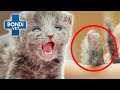 Orphaned Kitten's Foot Amputated By Umbilical Cord 😱 | Bondi Vet Full Episodes | Bondi Vet