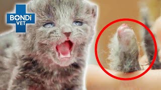 Orphaned Kitten's Foot Amputated By Umbilical Cord  | Bondi Vet Full Episodes | Bondi Vet