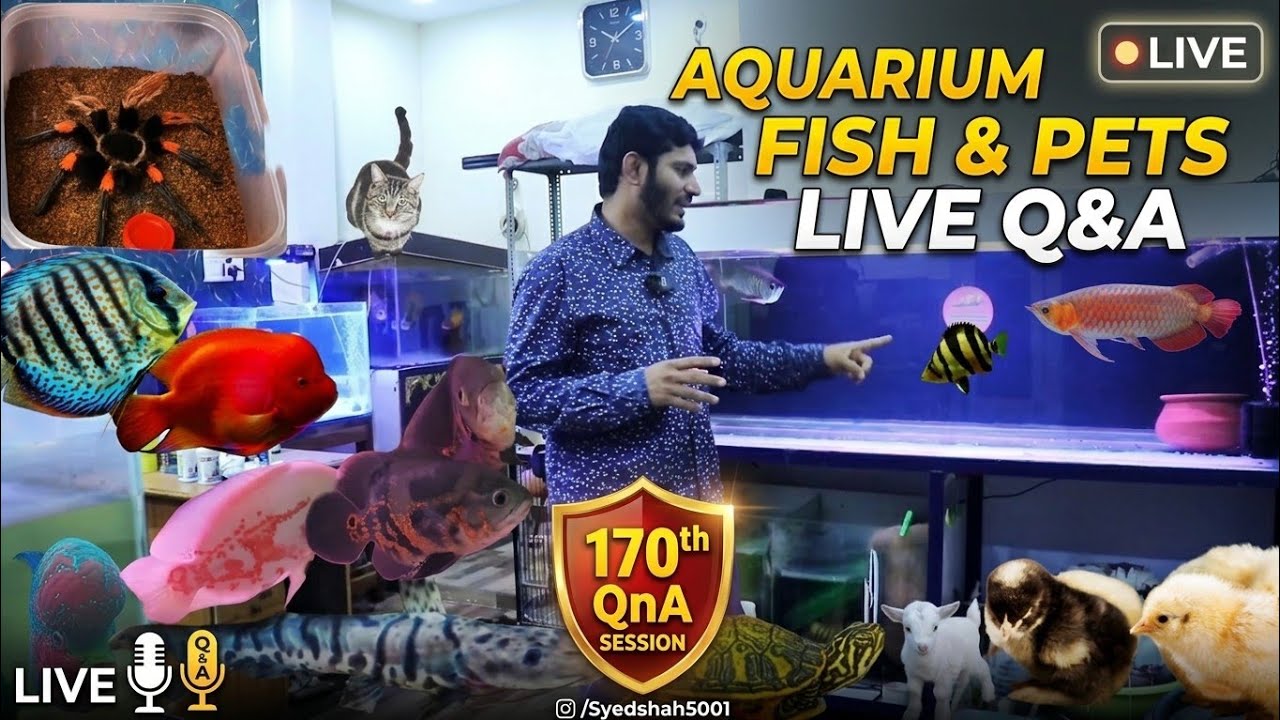 Live QNA All about Aquarium Fish, Syed shah5001 is live #Aquarium #Pets ...