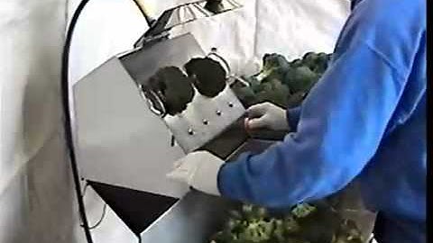 Broccoli Floret Machine  Part 2 - CharliesMachineandSupply.com