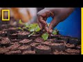 How Sustainable Plantations Help Save Uganda’s Decimated Forests | Short Film Showcase