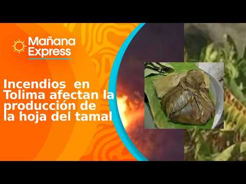 Tamales without leaves: forest fires in Tolima affect the production of this raw material