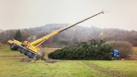 Crane tipping lifting Christmas Tree