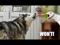 Gull argues with talking husky