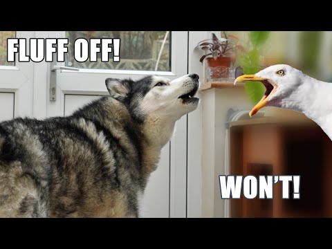 Gull Argues With Talking Husky!