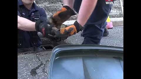Beverly firefighters rescue ducklings from storm drain