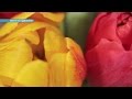 Как вырастить тюльпаны на подоконнике | Ранок з Україною