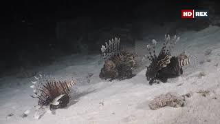 За какое время крылатки-зебра (Pterois volitans) могут уничтожить население охотничьей территории ? За какое время крылатки-зебра (Pterois volitans) могут уничтожить население охотничьей территории ?