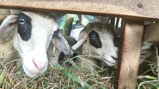 Real Shaun The Sheep - Animal Funny Videos Idnanimal