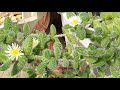 Flowering Delosperma echinatum - Pickle Plant - 2022