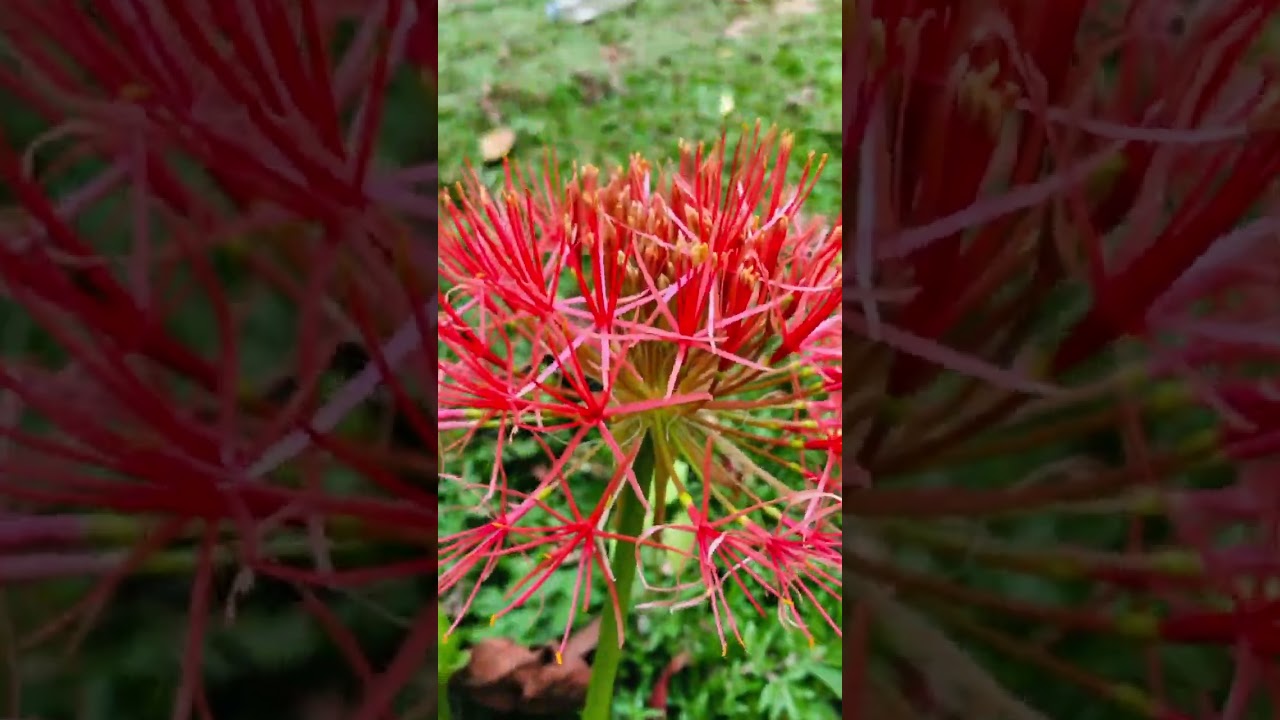 Wild Flowers in Srilanka 