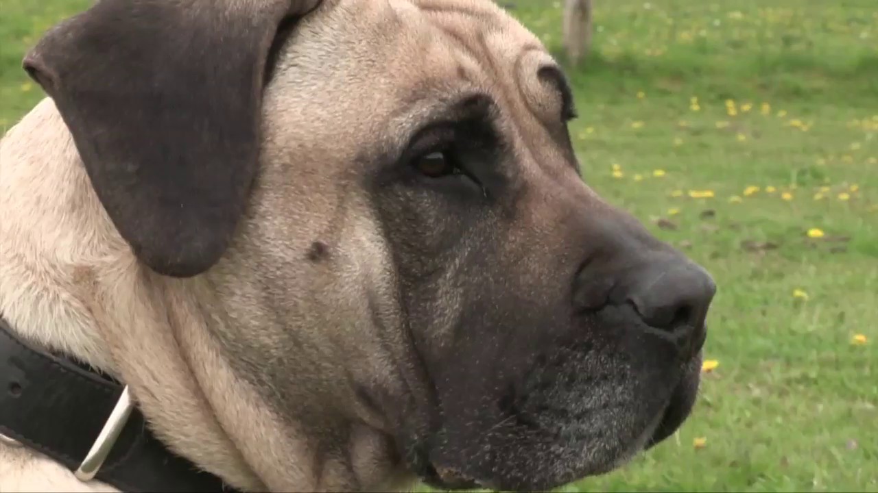 Funny Arrivée Au Refuge Ava Il Y A 3 Ans Pour Morsures