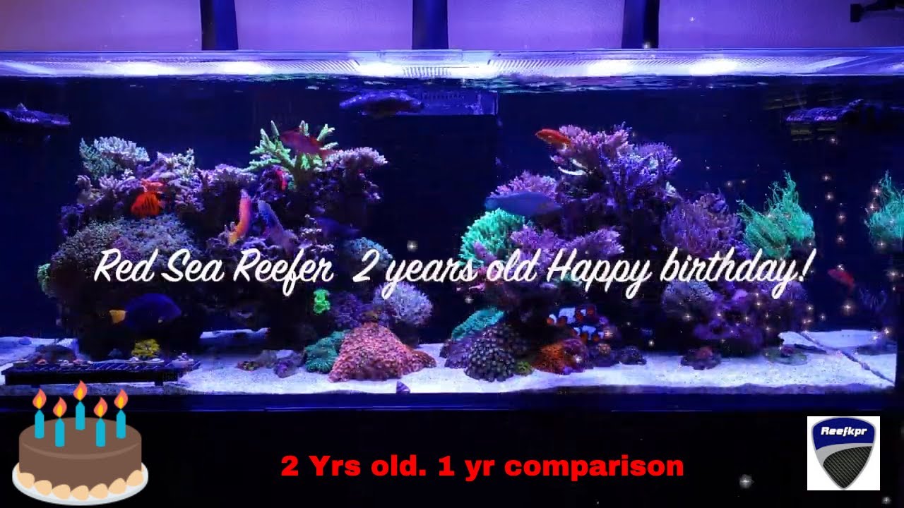 reef tank cycle Red Sea Reefer 525XL. 2 years old today. 1yr comparison