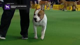 American Staffordshire Terriers | Breed Judging 2019