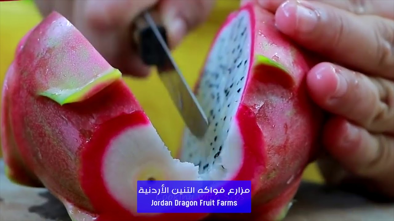 فاكهة التنين Dragon Fruit الآن في الاردن Youtube